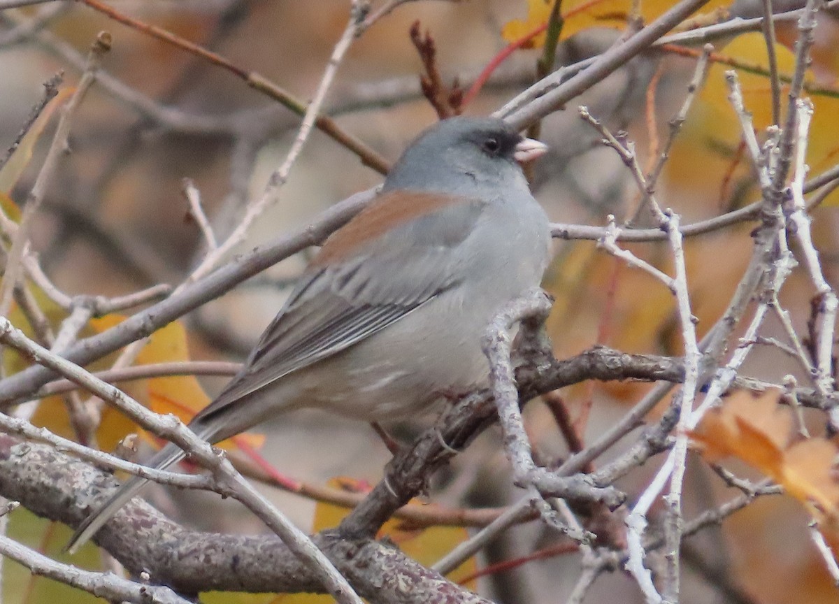 strnadec zimní (ssp. caniceps) - ML643241958