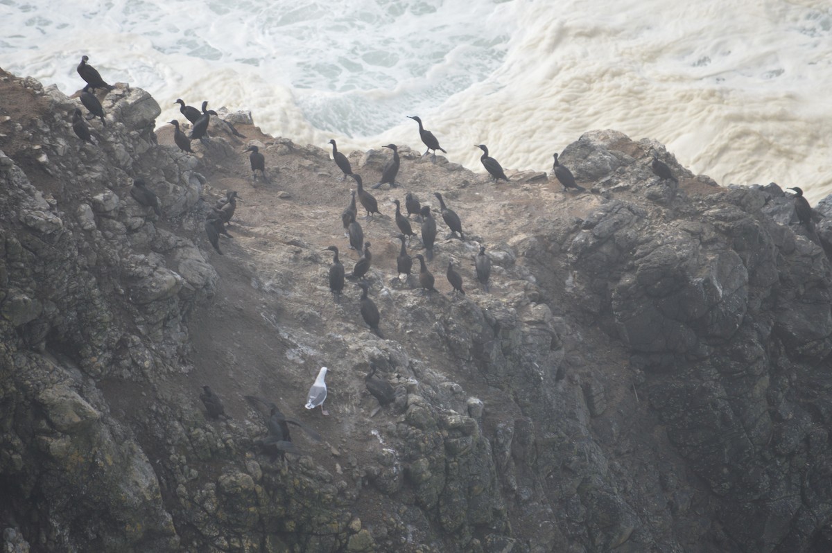Pelagic Cormorant - ML643241971
