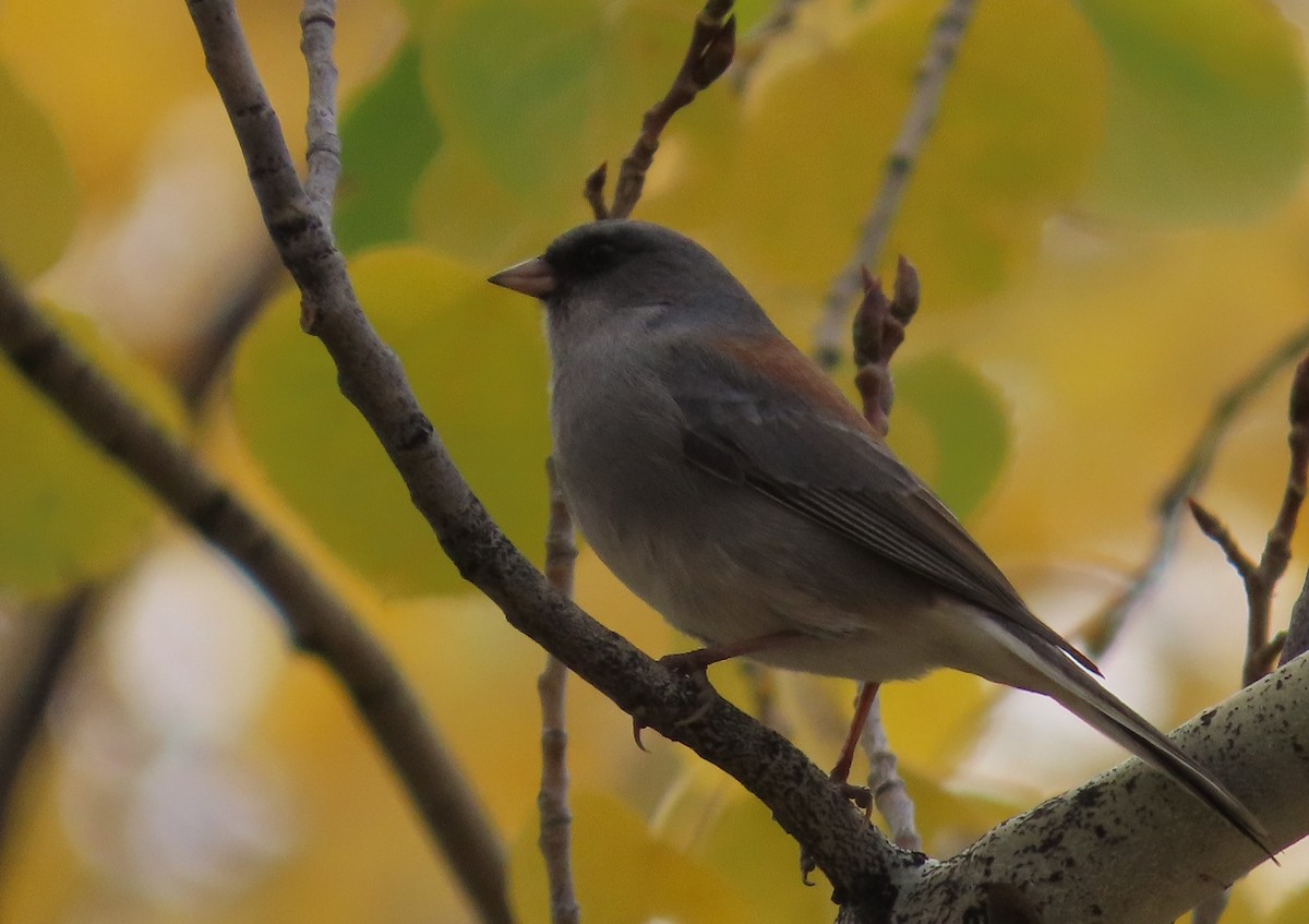 strnadec zimní (ssp. caniceps) - ML643241972