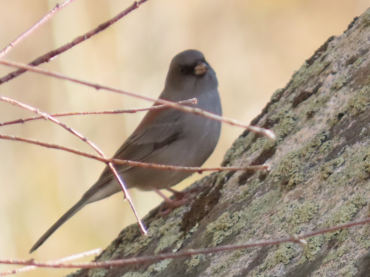 strnadec zimní (ssp. caniceps) - ML643241979