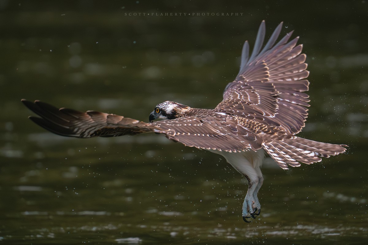 Balbuzard pêcheur - ML643241993
