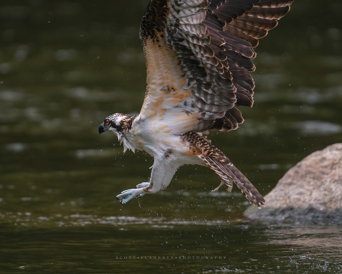 Balbuzard pêcheur - ML643241994