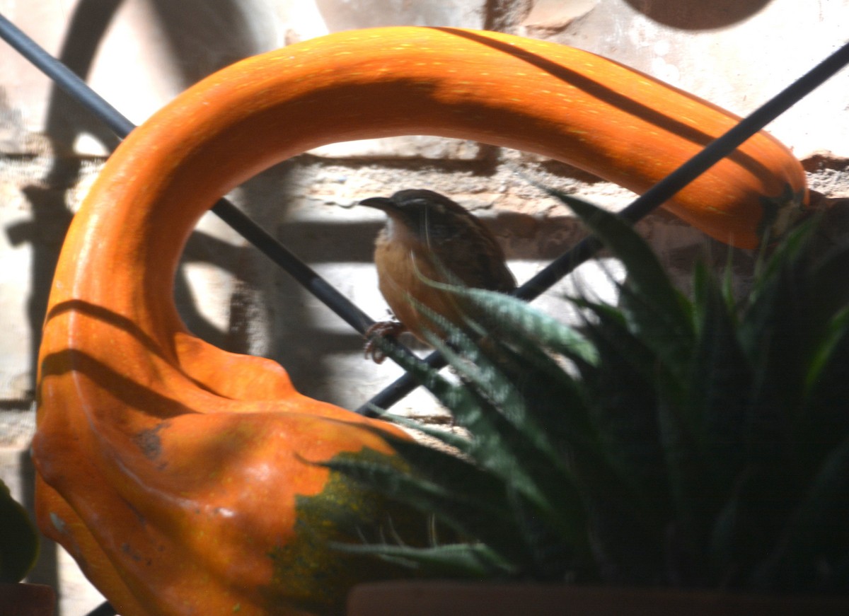 Carolina Wren - ML643242015