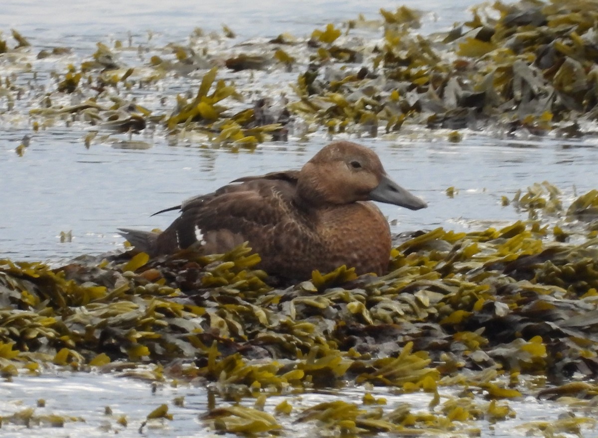 Steller's Eider - ML643242016