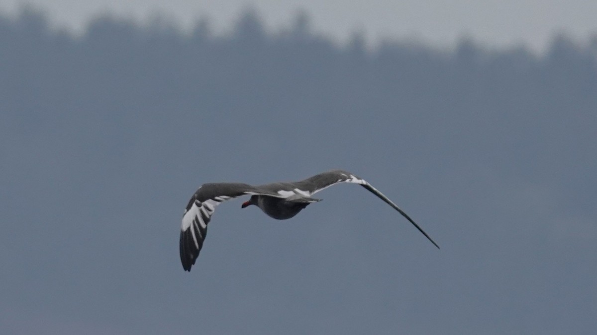 Heermann's Gull - ML643242021