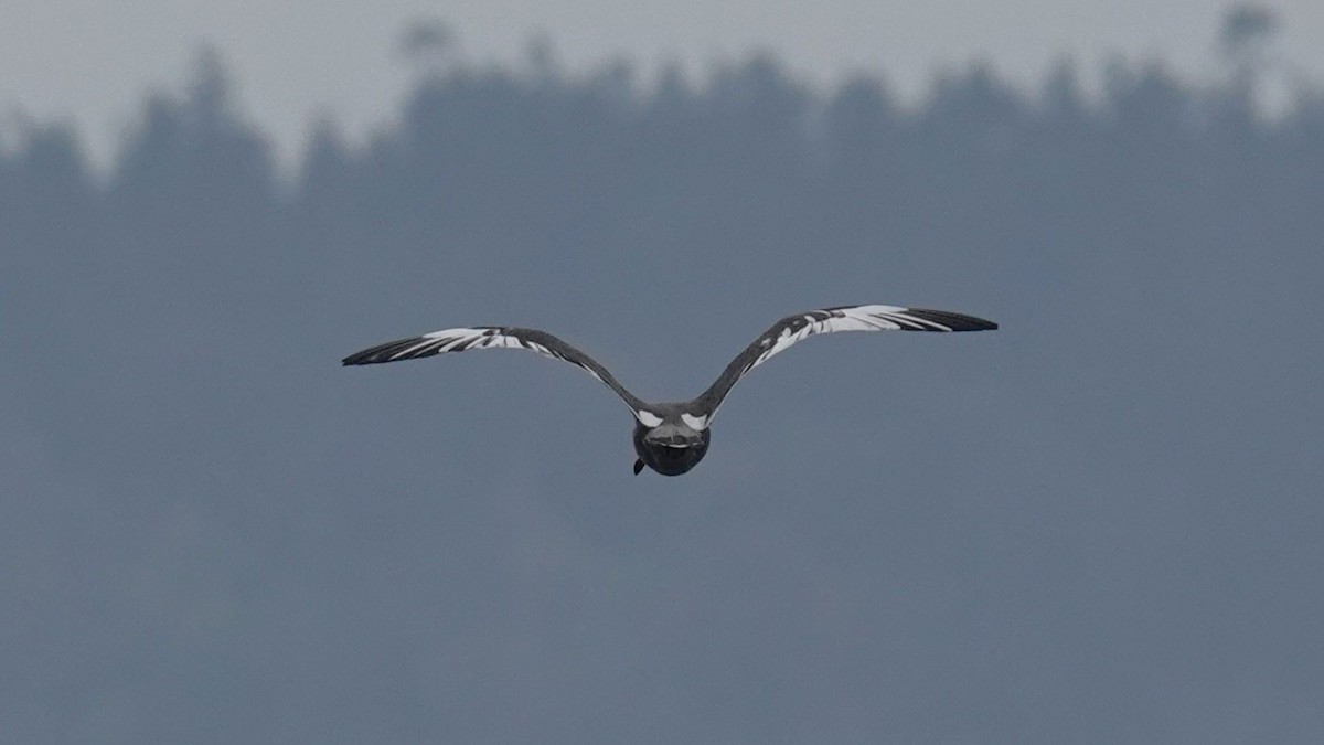 Heermann's Gull - ML643242022