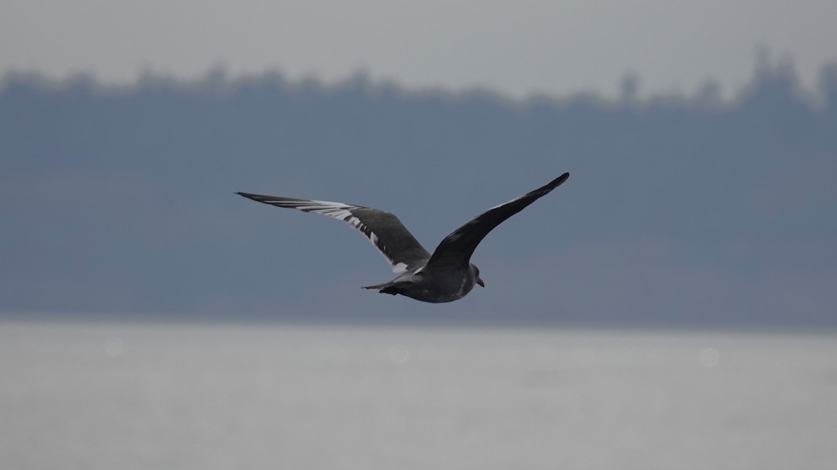 Heermann's Gull - ML643242023