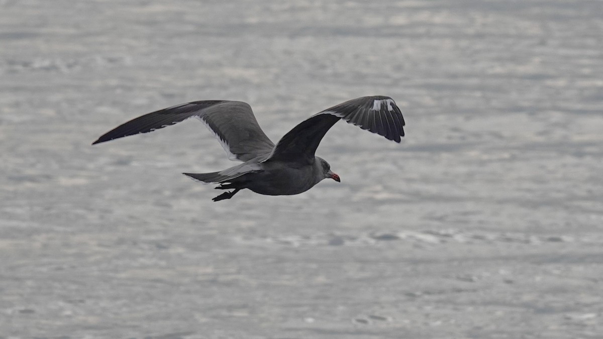 Heermann's Gull - ML643242024