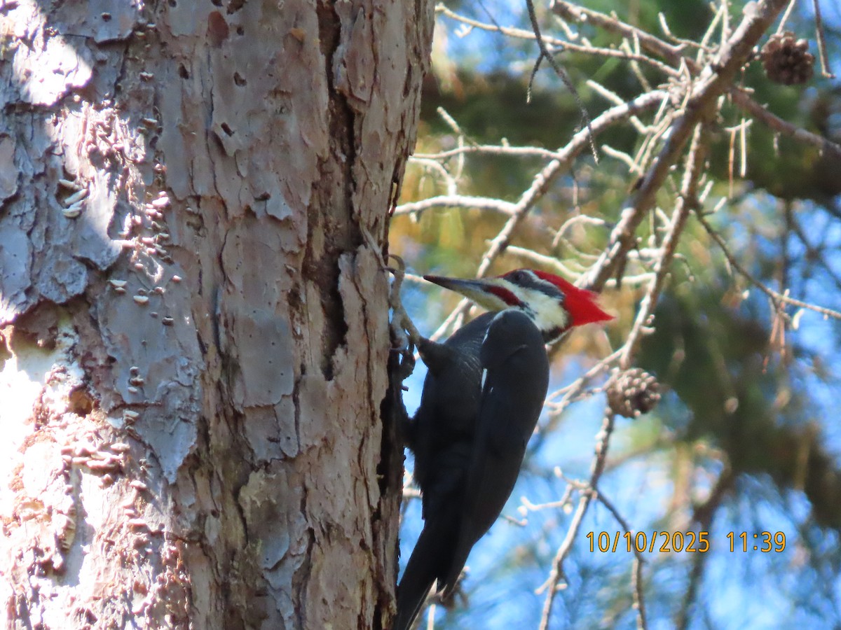 Pileated Woodpecker - ML643242036