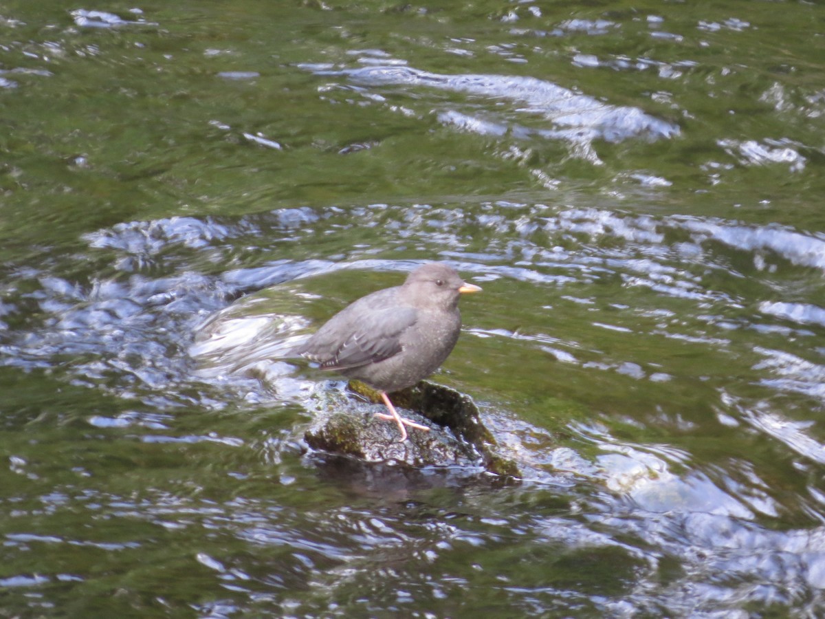 American Dipper - ML643242042