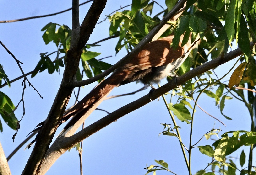 Squirrel Cuckoo (Amazonian) - ML643242043