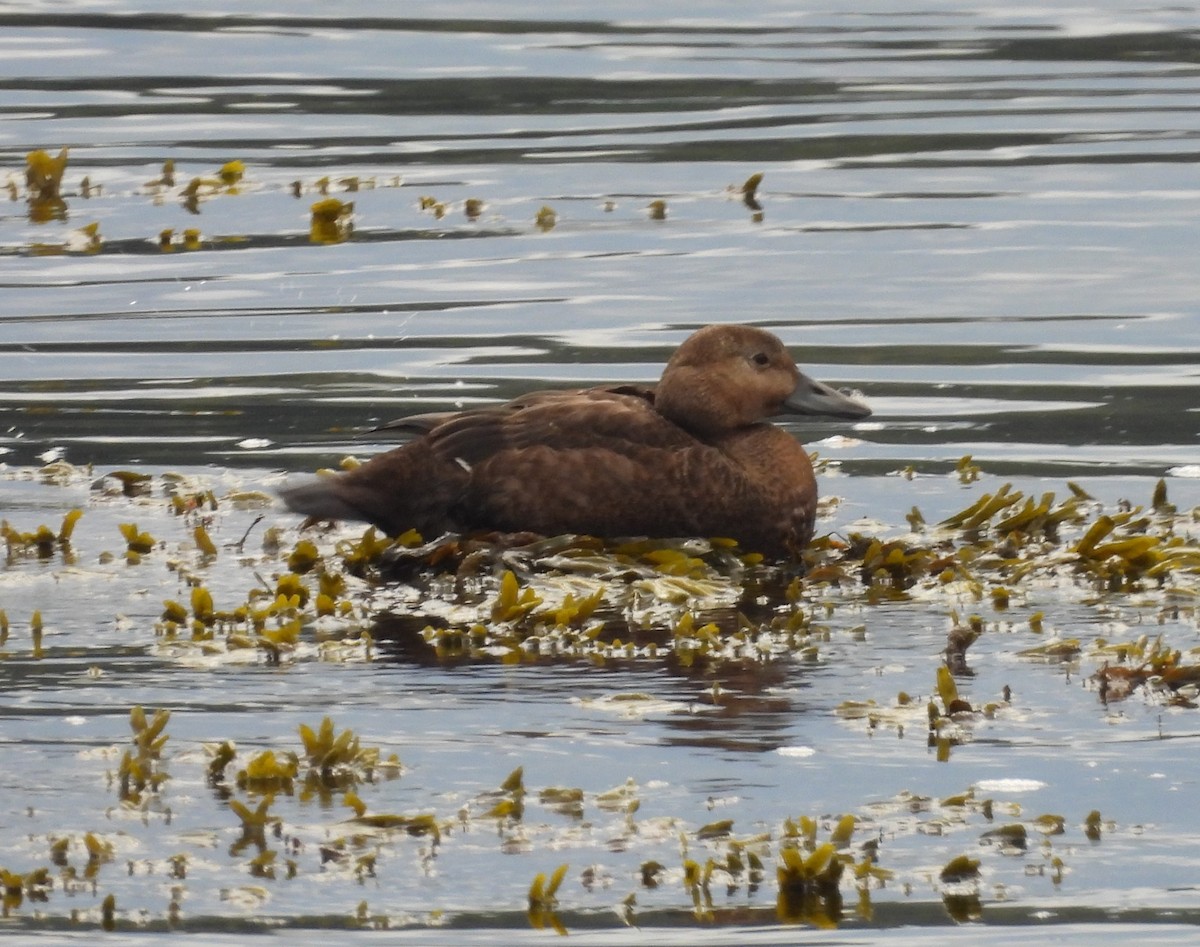 Steller's Eider - ML643242044