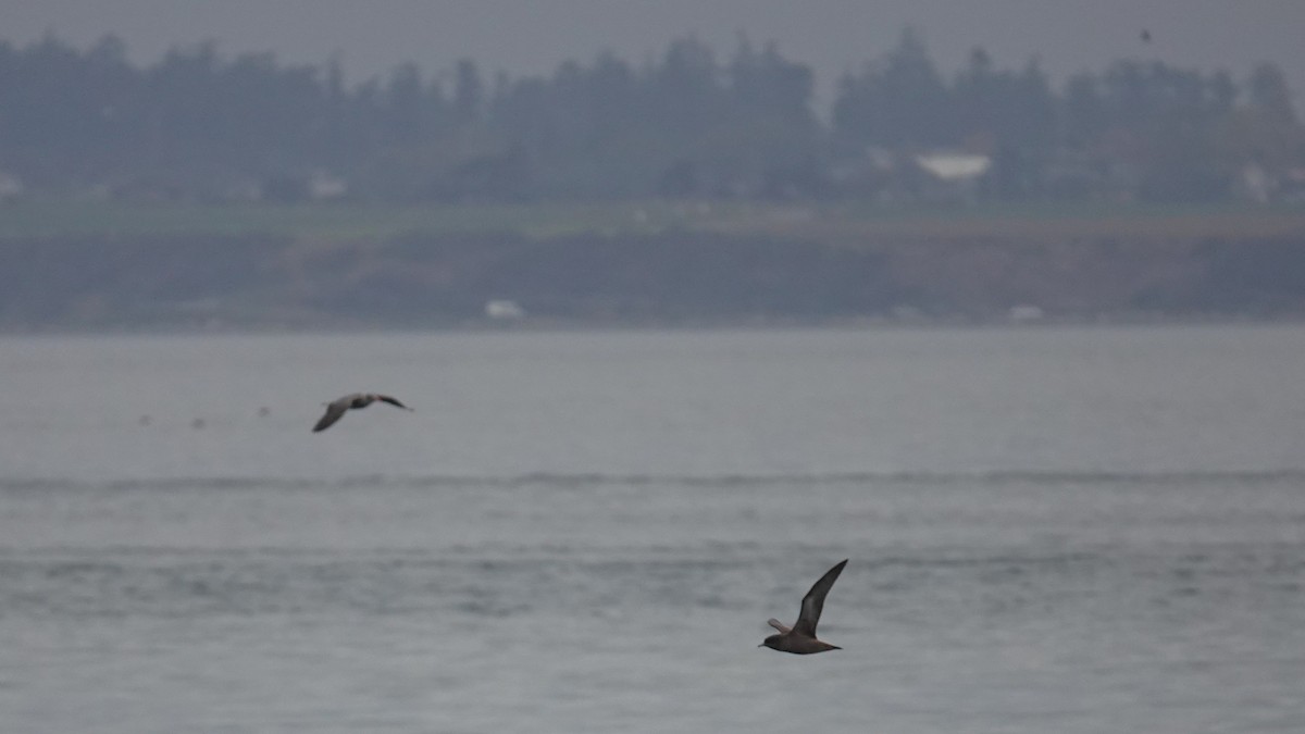 Short-tailed Shearwater - ML643242046
