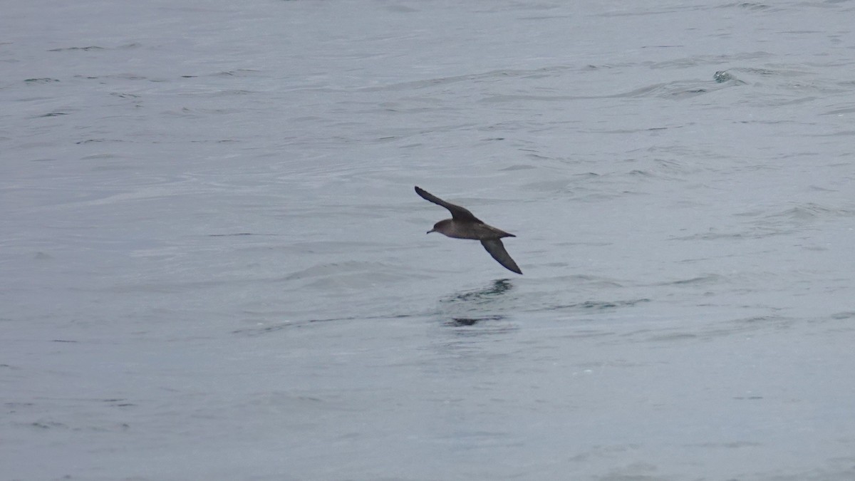 Short-tailed Shearwater - ML643242048