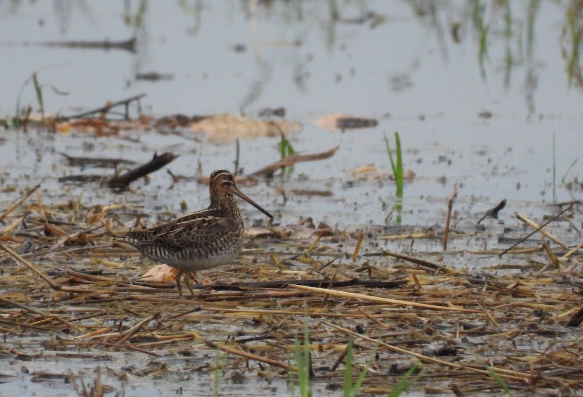 Common Snipe - ML643242057