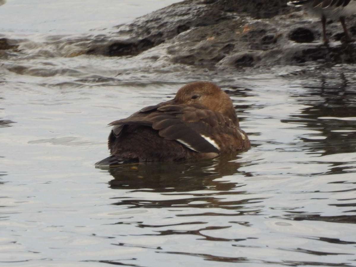 Steller's Eider - ML643242067