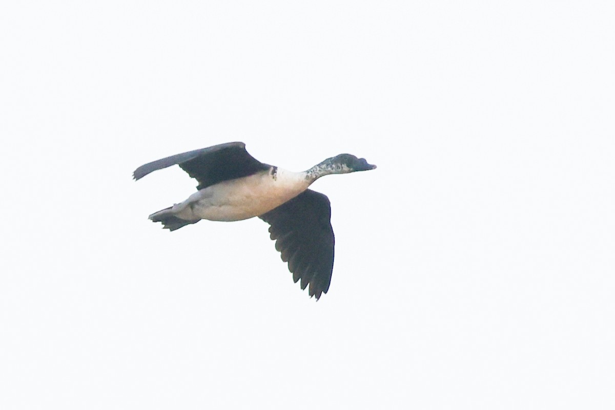 Knob-billed Duck - ML643242070
