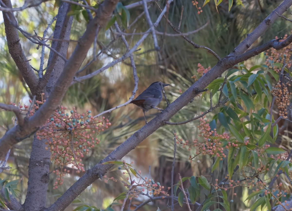 Gray Catbird - ML643242074
