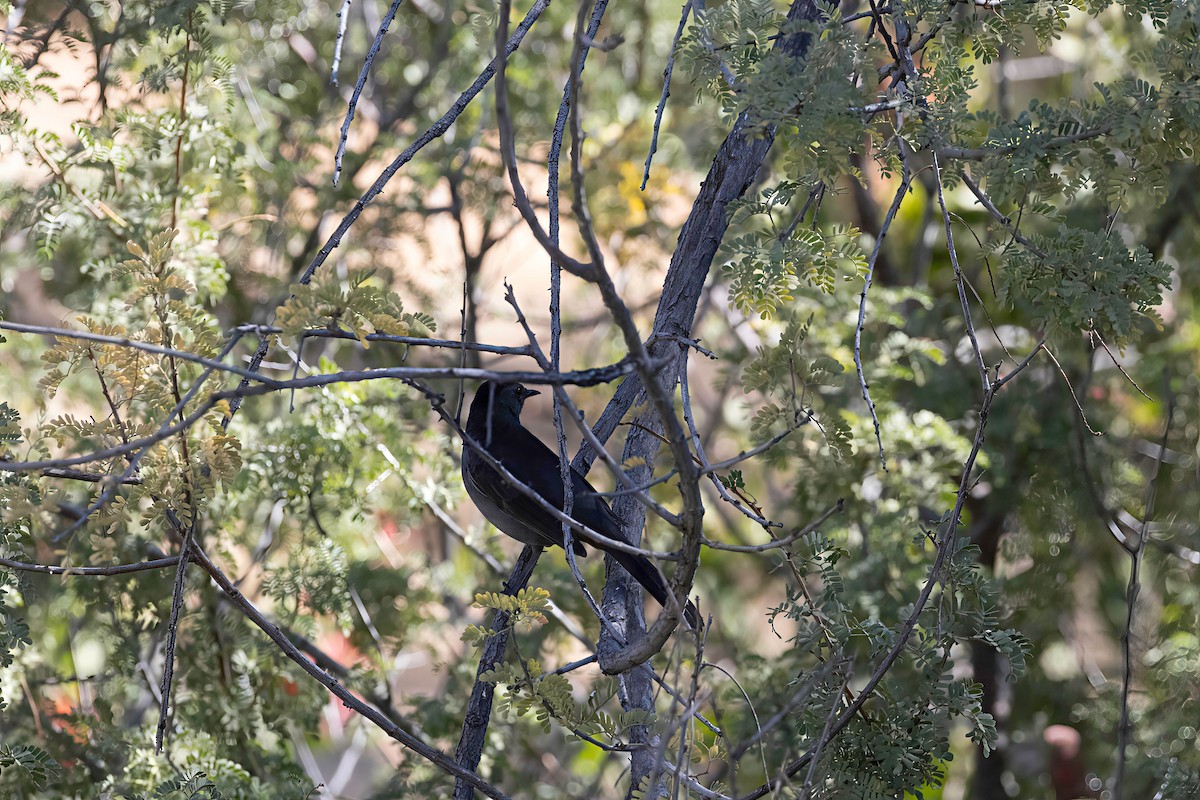 Gray Catbird - ML643242075