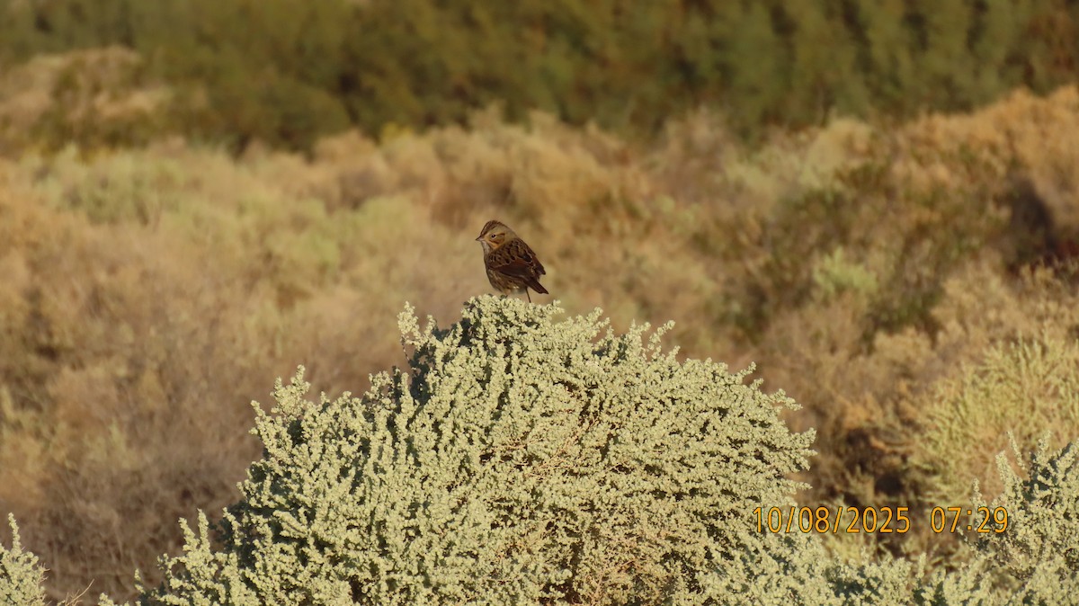 Lincoln's Sparrow - ML643242106