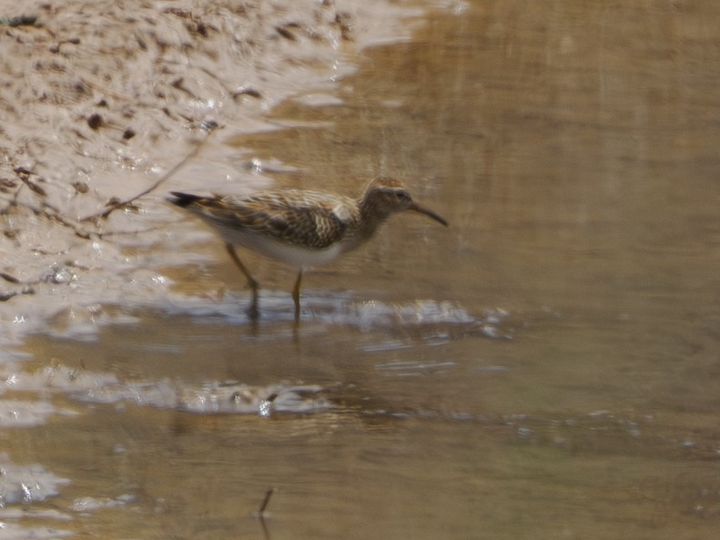 Pectoral Sandpiper - ML643242126