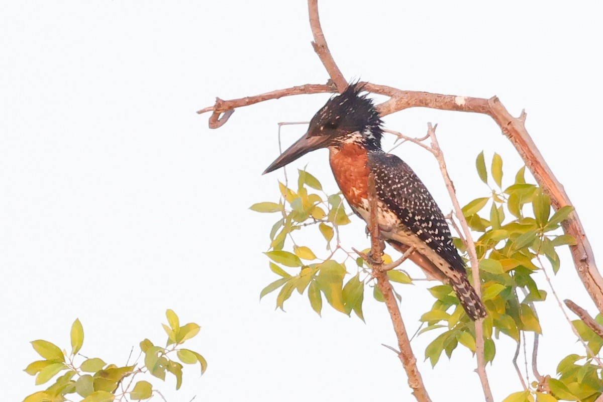 Giant Kingfisher - ML643242128