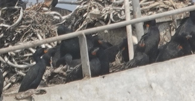 Cape Cormorant - ML643242148
