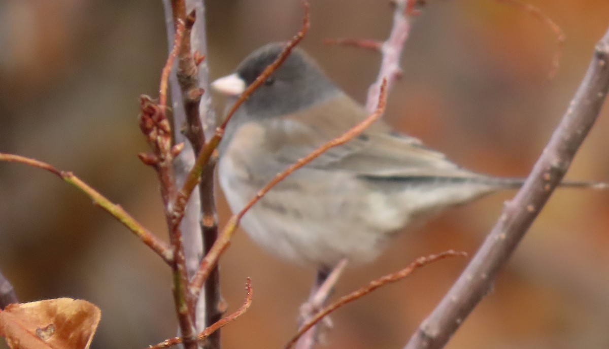 strnadec zimní [skupina oreganus] - ML643242150