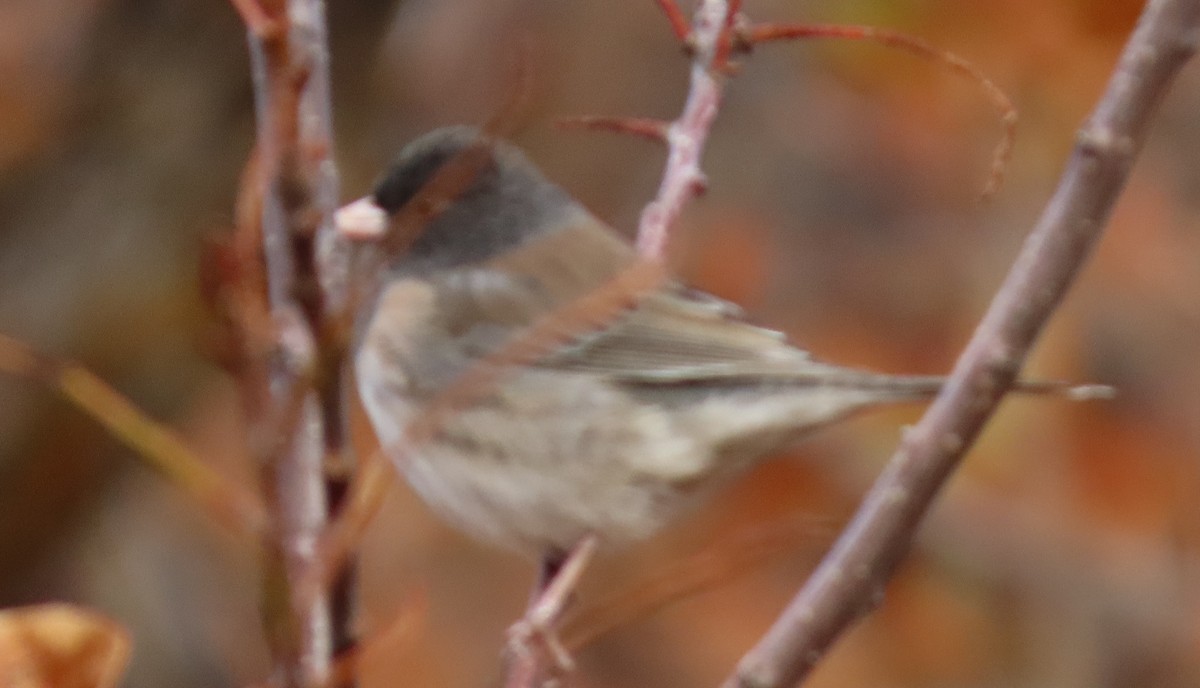 strnadec zimní [skupina oreganus] - ML643242157