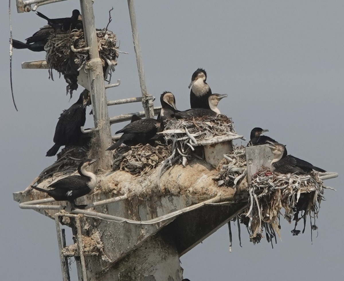 Great Cormorant (White-breasted) - ML643242161