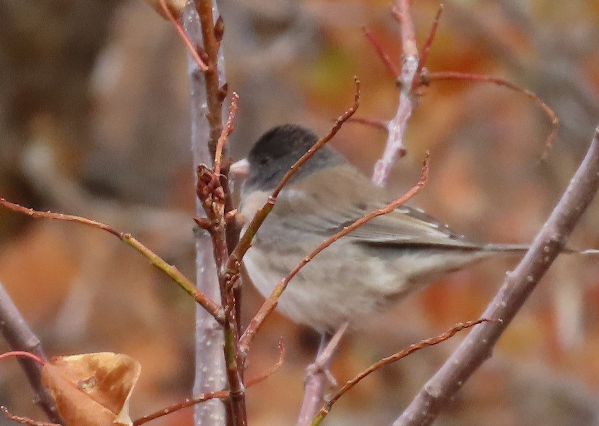 strnadec zimní [skupina oreganus] - ML643242163