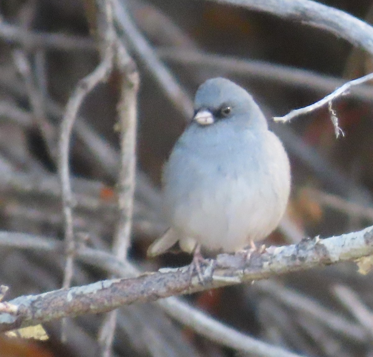 strnadec zimní (ssp. caniceps) - ML643242172