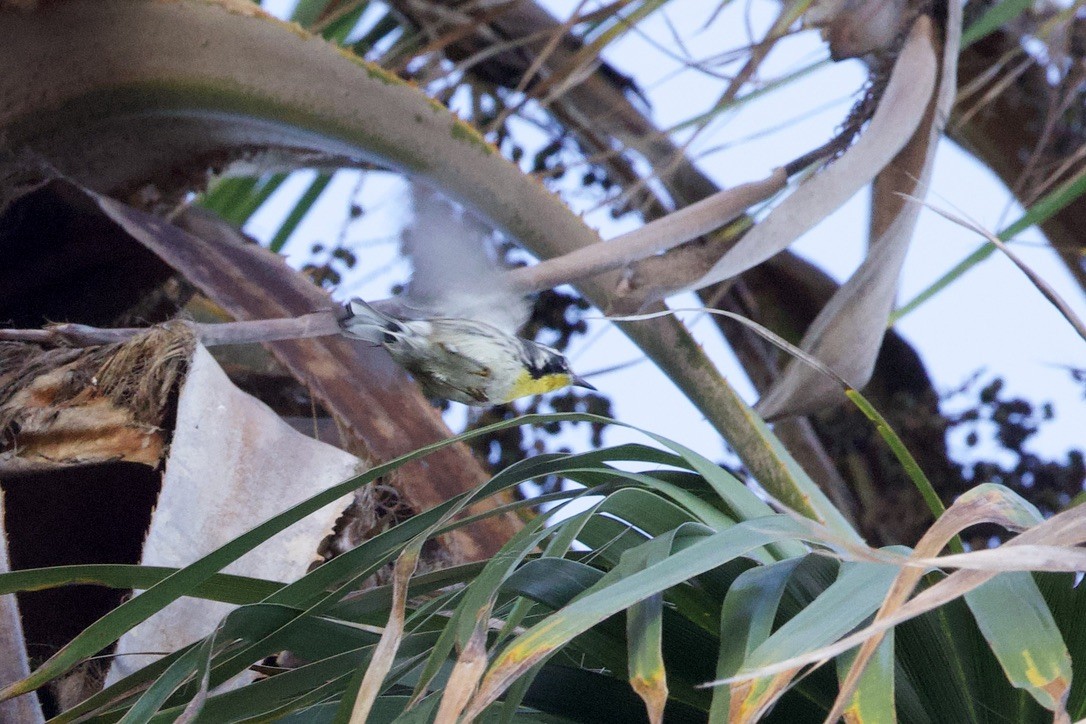 Yellow-throated Warbler - ML643242178