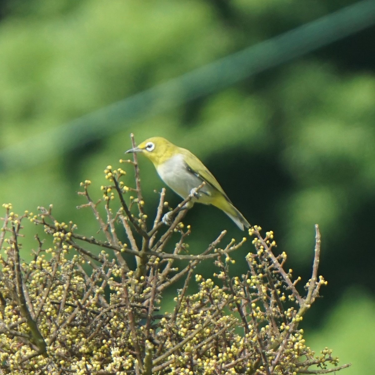 Swinhoe's White-eye - ML643242195