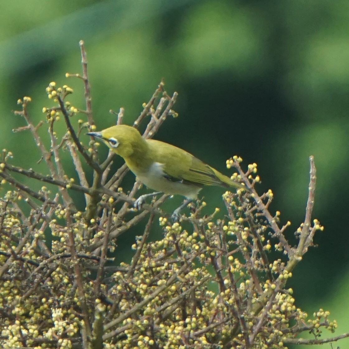 Swinhoe's White-eye - ML643242196
