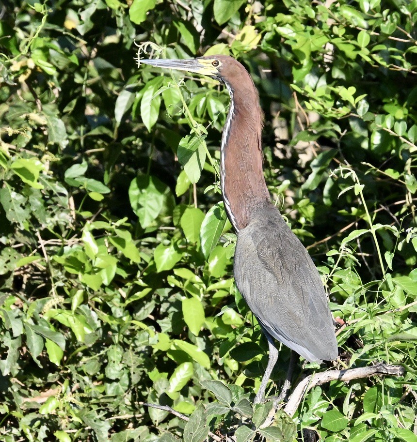 Onoré rayé - ML643242208