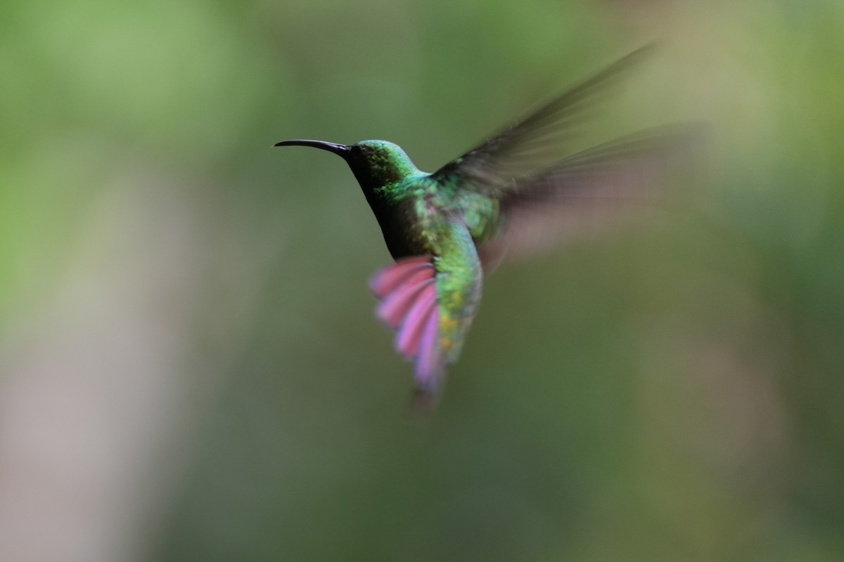 Bronze-tailed Plumeleteer - ML643242209