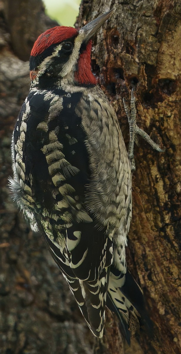 Red-naped Sapsucker - ML643242216