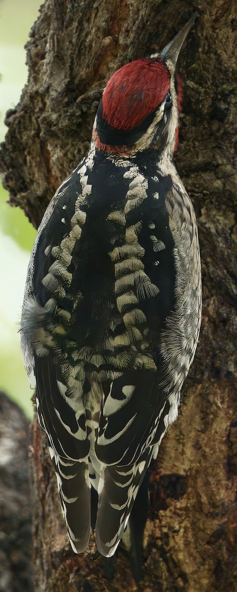 Red-naped Sapsucker - ML643242217