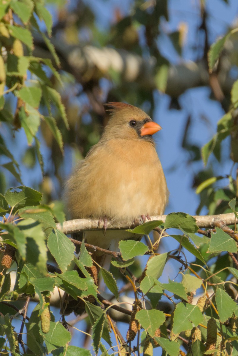 Northern Cardinal - ML643242279