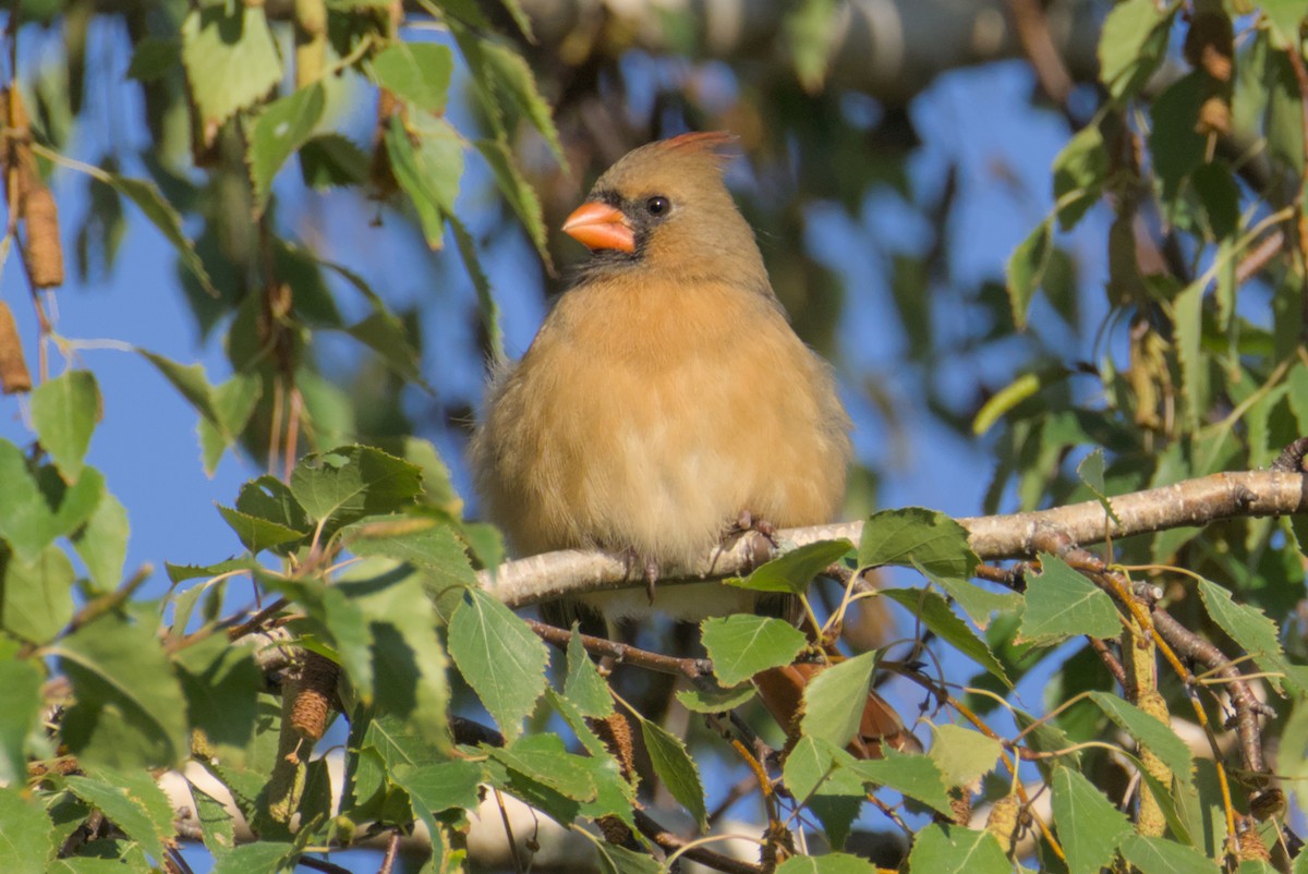 Northern Cardinal - ML643242280