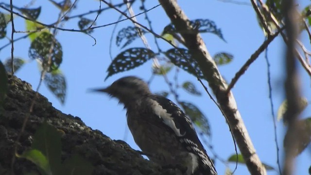 Pic maculé - ML643242281