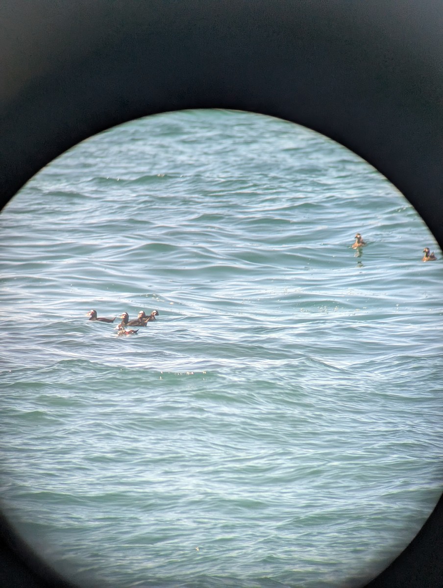Harlequin Duck - ML643242282