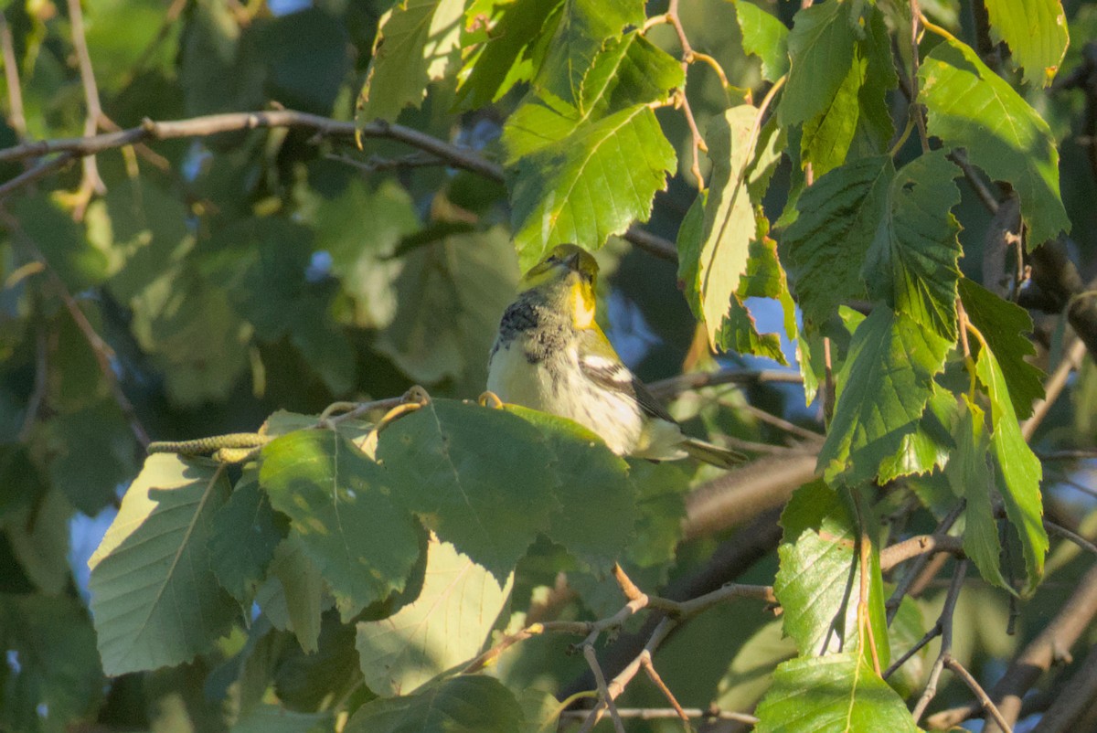 Black-throated Green Warbler - ML643242283