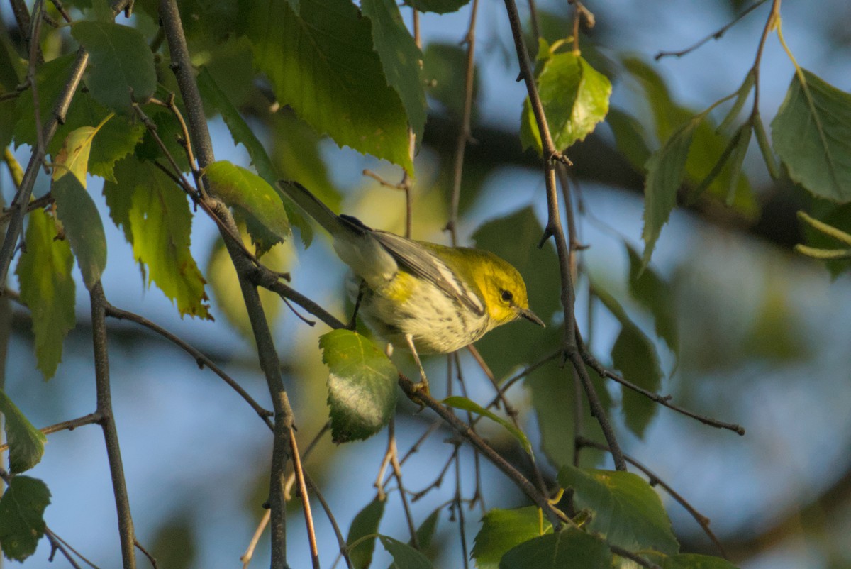 Black-throated Green Warbler - ML643242284