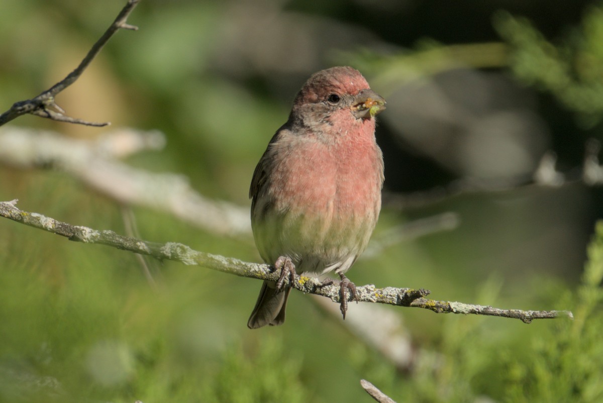 House Finch - ML643242289