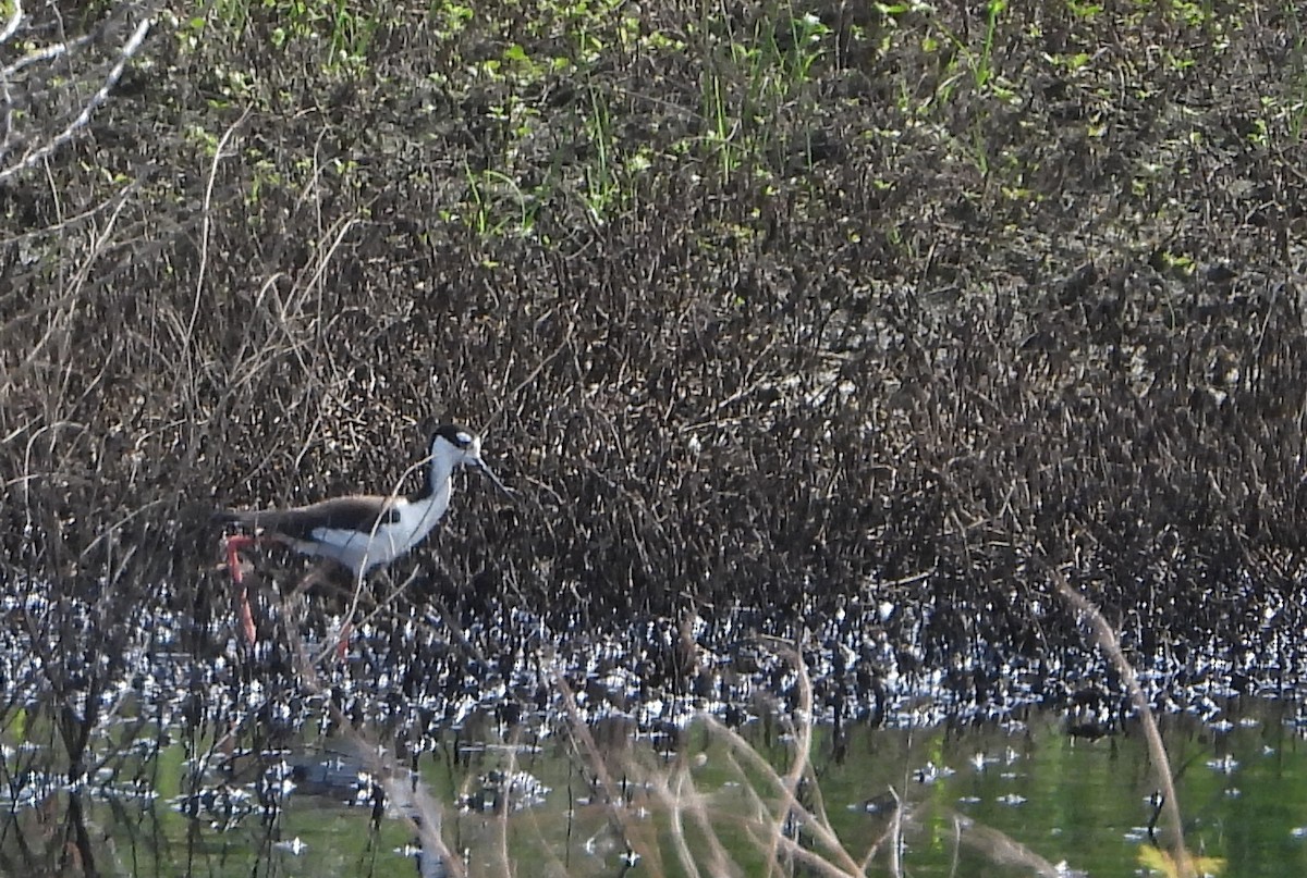 Black-necked Stilt - ML643242308