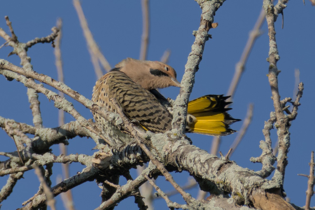 Northern Flicker - ML643242315