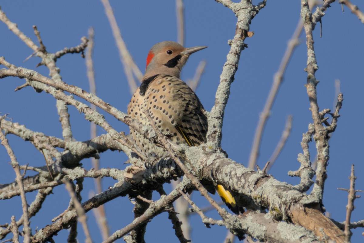 Northern Flicker - ML643242316