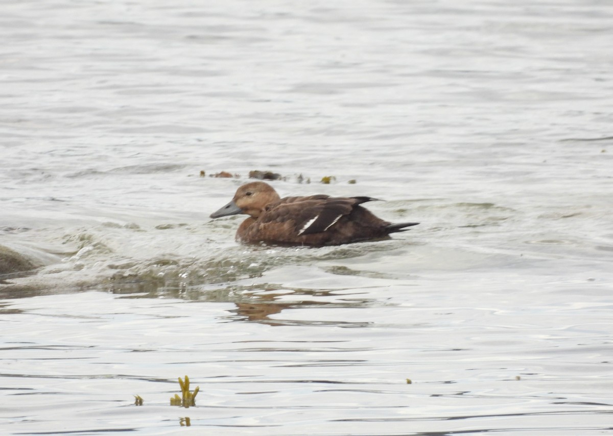 Steller's Eider - ML643242324